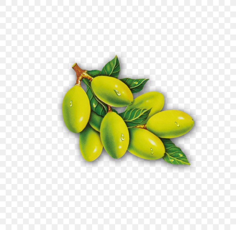Olive Leaf Olive Oil, PNG, 800x800px, Olive, Food, Fruit, Oil, Olive Branch Download Free