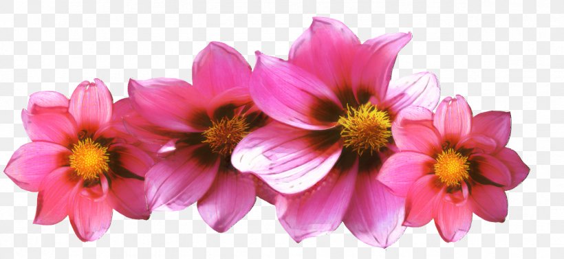 Clip Art Image Vector Graphics Flower, PNG, 1277x588px, Flower, Annual Plant, Artificial Flower, Chrysanths, Cosmos Download Free