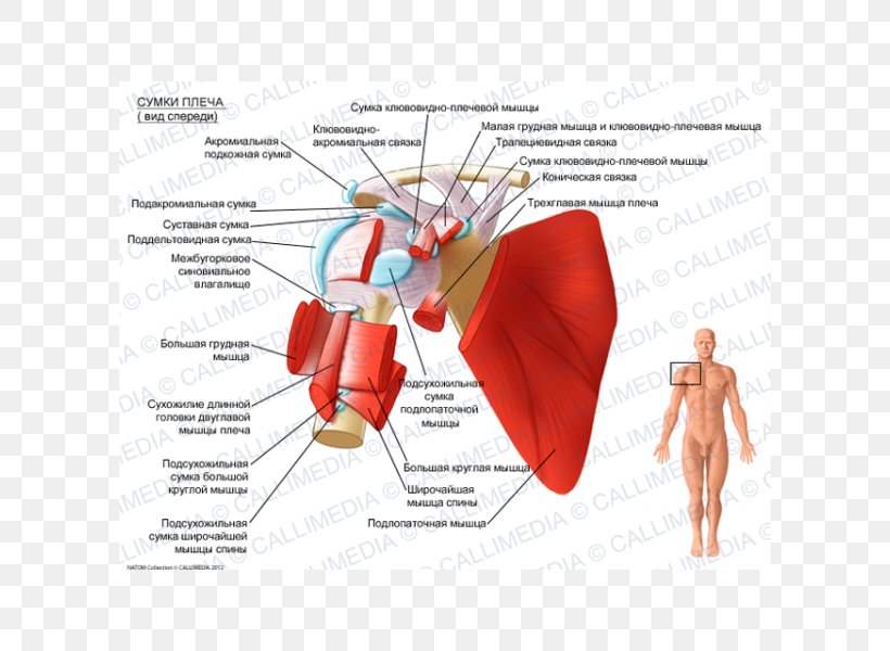 Subscapularis Muscle Synovial Bursa Subacromial Bursa Subcoracoid Bursa, PNG, 600x600px, Watercolor, Cartoon, Flower, Frame, Heart Download Free