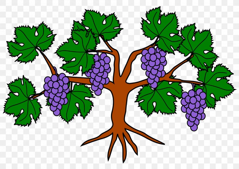 Common Grape Vine Wine Food, PNG, 2000x1414px, Common Grape Vine, Branch, Condado De Villariezo, Flowering Plant, Food Download Free