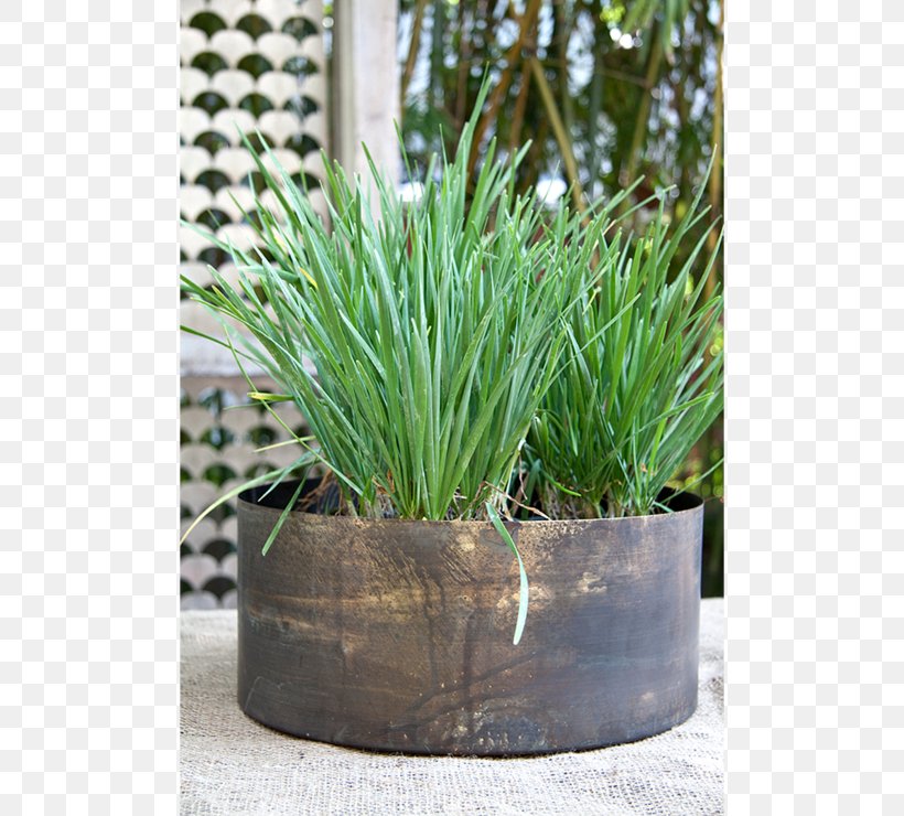 Flowerpot Herb Houseplant Chives, PNG, 740x740px, Flowerpot, Chives, Family, Grass, Grass Family Download Free