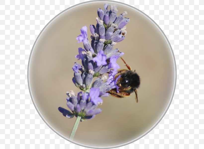 Honey Bee English Lavender Bumblebee, PNG, 600x600px, Honey Bee, Bee, Bumblebee, English Lavender, Honey Download Free