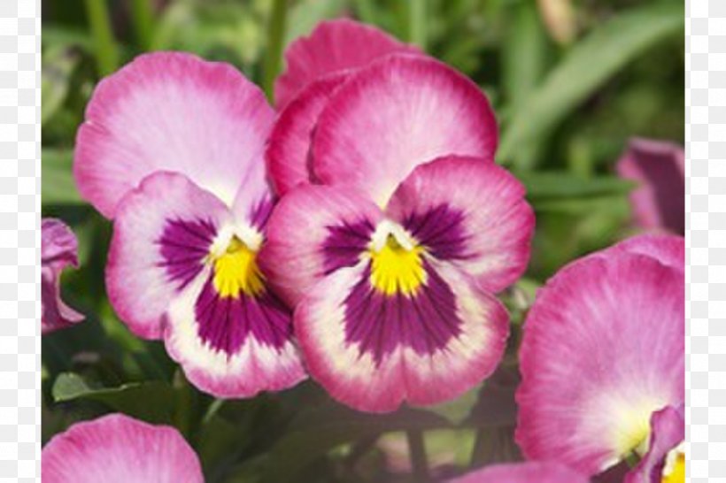 Pansy Violet Annual Plant Seed, PNG, 900x600px, Pansy, Agricultural Engineering, Annual Plant, Blue, Flower Download Free