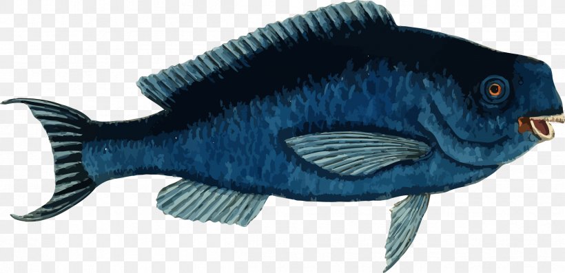 Blue Parrotfish Clip Art, PNG, 2424x1175px, Fish, Animal Figure, Blue Parrotfish, Electric Blue, Fauna Download Free