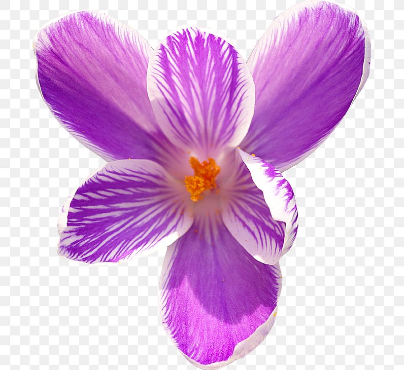 Flower Royalty-free, PNG, 687x750px, Flower, Crocus, Flowering Plant, Iris, Iris Family Download Free
