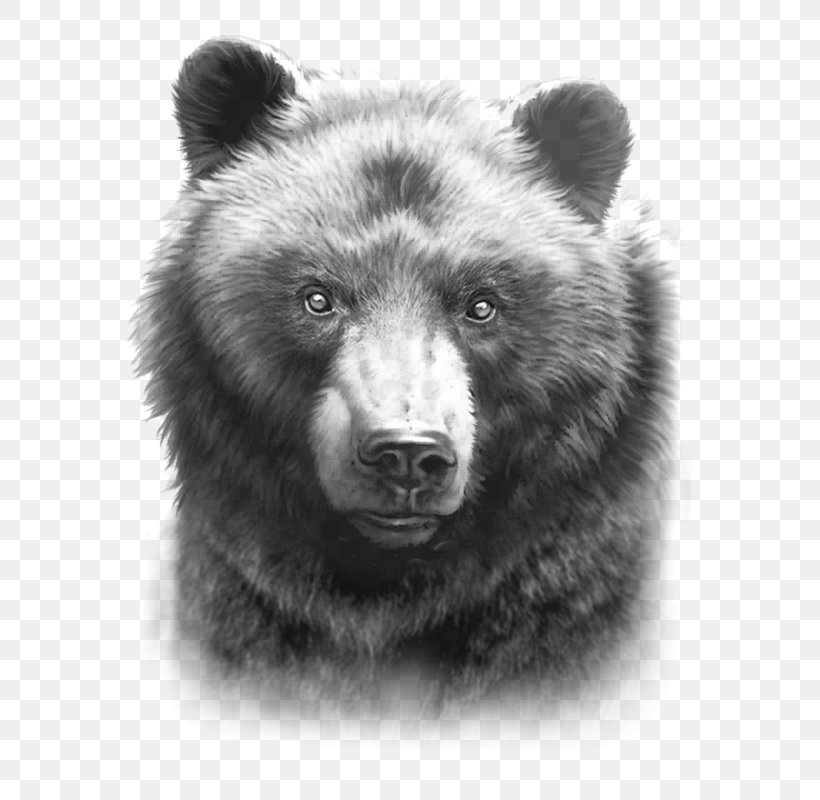 Grizzly Bear American Black Bear Drawing Paper, PNG, 800x800px, Grizzly Bear, Alaska Peninsula Brown Bear, American Black Bear, Bear, Black And White Download Free