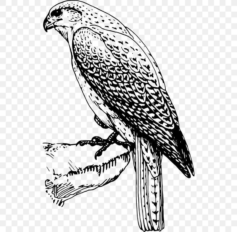 Hawk Falcon Black And White Bird Clip Art, PNG, 526x800px, Hawk, Animal, Art, Artwork, Beak Download Free
