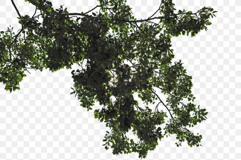 Leaf Tree Branch, PNG, 1097x729px, Leaf, Branch, Evergreen, Image File Formats, Lindens Download Free