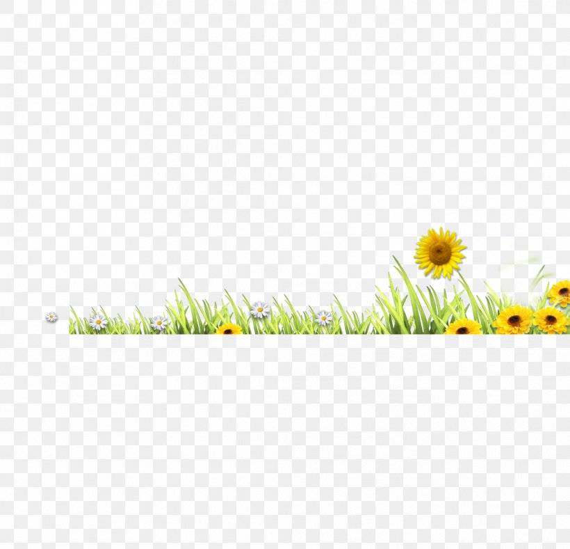 Meadow Grass Lawn, PNG, 1039x1000px, Meadow, Commodity, Daisy, Daisy Family, Dandelion Download Free