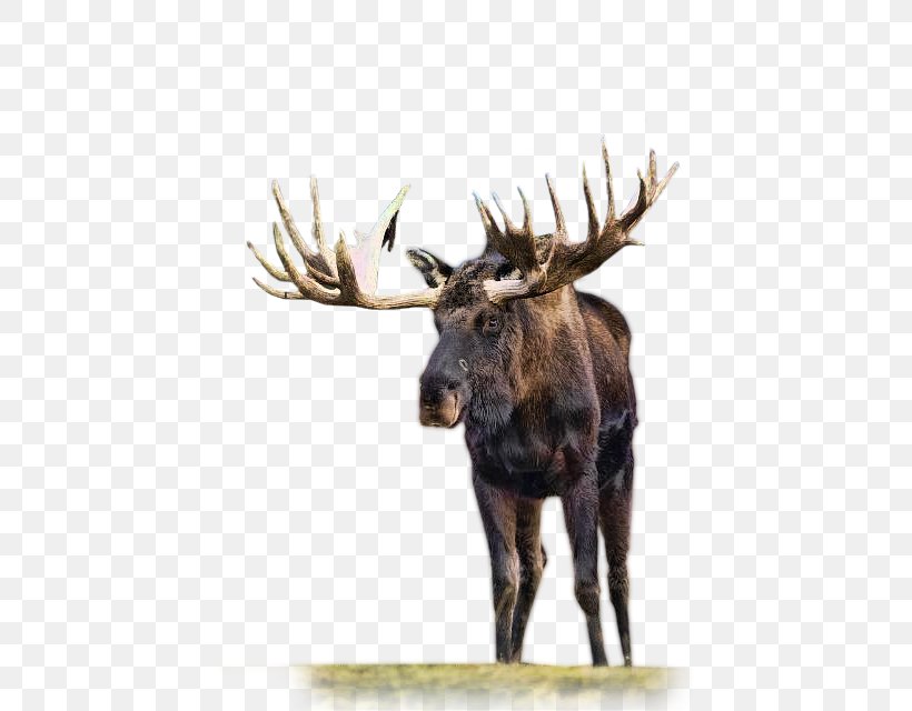 Moose Reindeer Roe Deer Animal, PNG, 426x640px, Moose, Advertising, Alpine Ibex, Animal, Antler Download Free