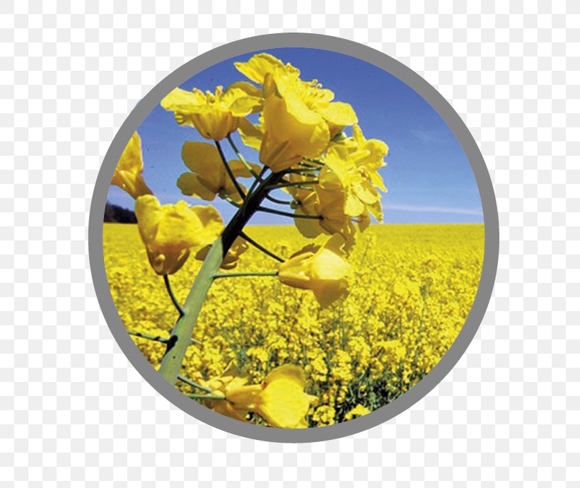 Rapeseed Canola Seed Oil Food, PNG, 650x690px, Rapeseed, Agriculture, Animal Nutrition, Biodiesel, Canola Download Free