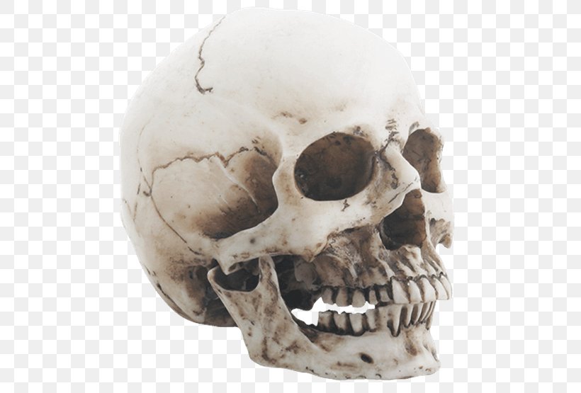 Skull Human Skeleton Jaw Head, PNG, 555x555px, Skull, Bone, Figurine, Head, Human Skeleton Download Free