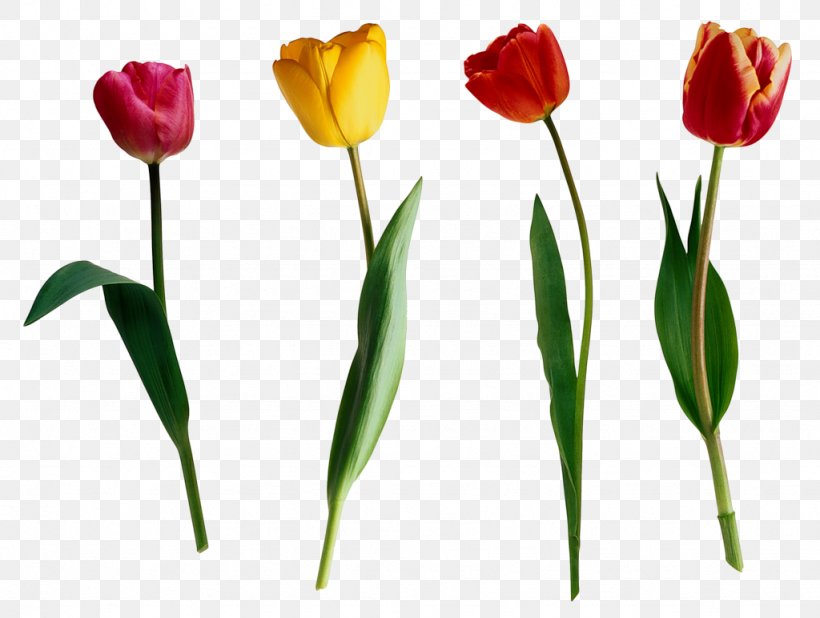 Tulip Flower, PNG, 1024x772px, Tulip, Blog, Bud, Cut Flowers, Digital Image Download Free