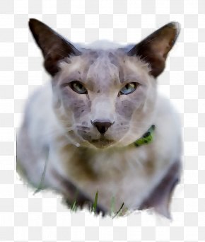 Balinese Cat Siamese Cat Felidae Png 2707x1673px Balinese Cat