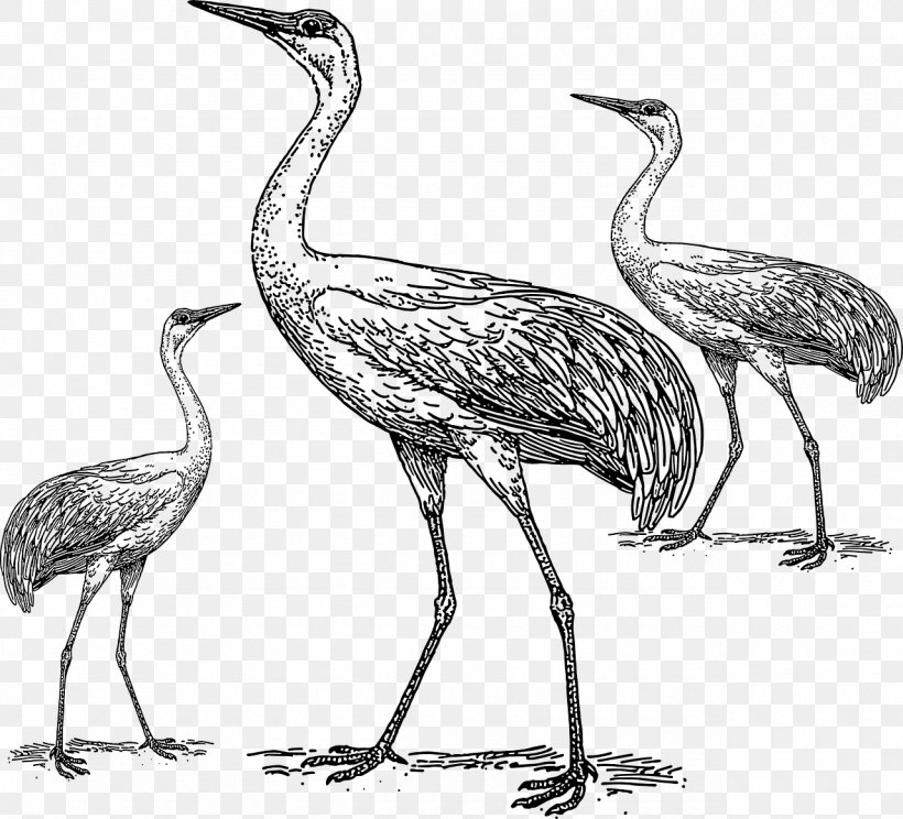 Bird Crane Drawing Clip Art, PNG, 1280x1162px, Bird, Beak, Black And White, Ciconiiformes, Crane Download Free
