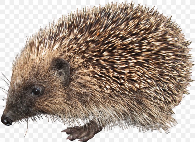 European Hedgehog Clip Art, PNG, 834x608px, Hedgehog, Archive File, Digital Image, Domesticated Hedgehog, Echidna Download Free