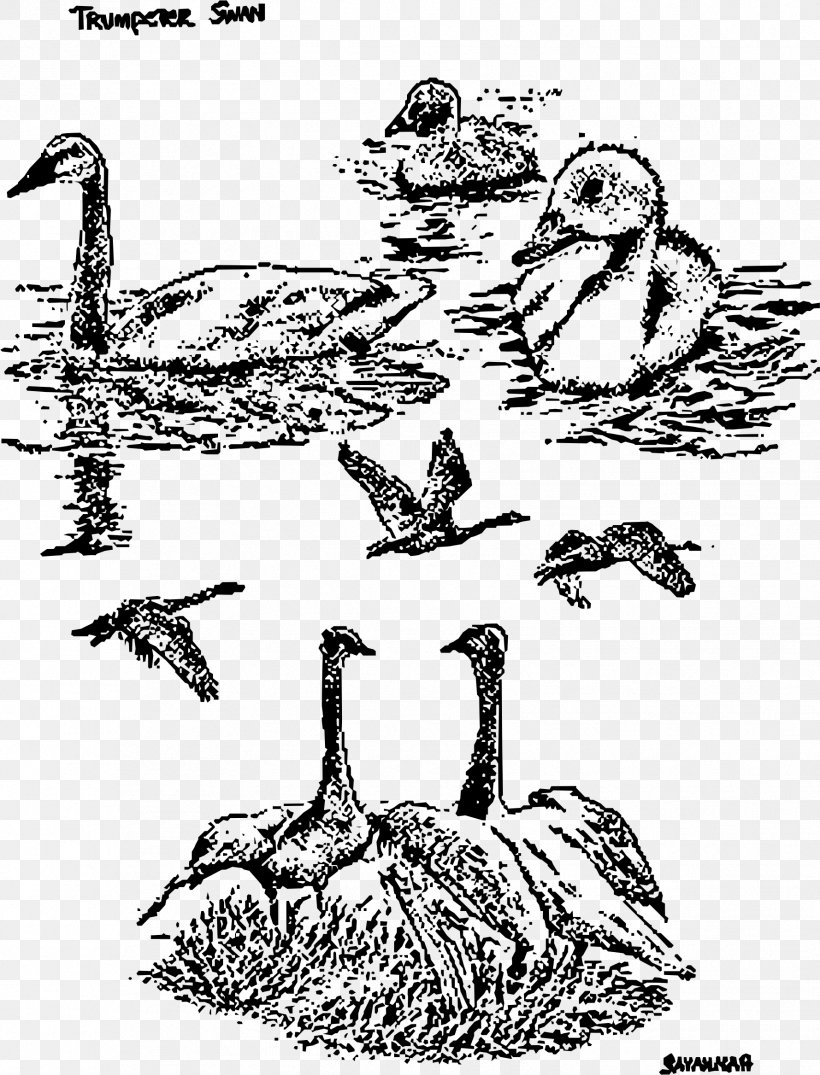 Goose Duck Cygnini Drawing Bird, PNG, 1779x2334px, Goose, Art, Beak, Bird, Black And White Download Free