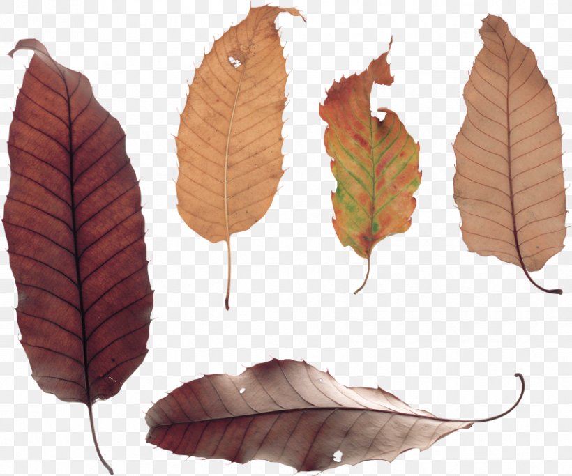 Leaf Adobe Photoshop Photography Clip Art, PNG, 854x712px, Leaf, Branch, Display Resolution, Flower, Information Download Free