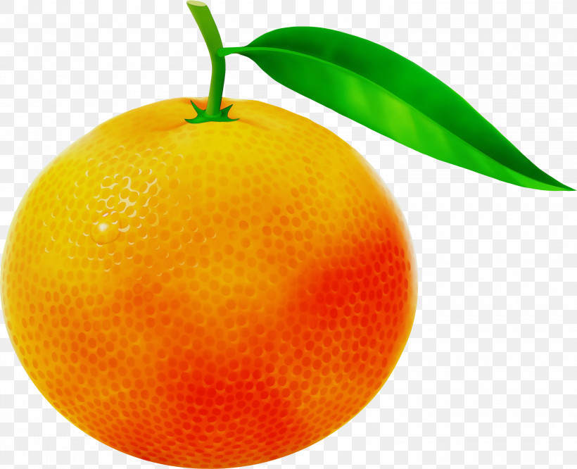 Orange, PNG, 3000x2439px, Watercolor, Citrus, Clementine, Fruit, Grapefruit Download Free