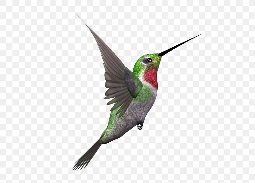 Hummingbird Kingfisher Bald Eagle, PNG, 600x590px, Bird, Alcedo, Bald Eagle, Beak, Belted Kingfisher Download Free