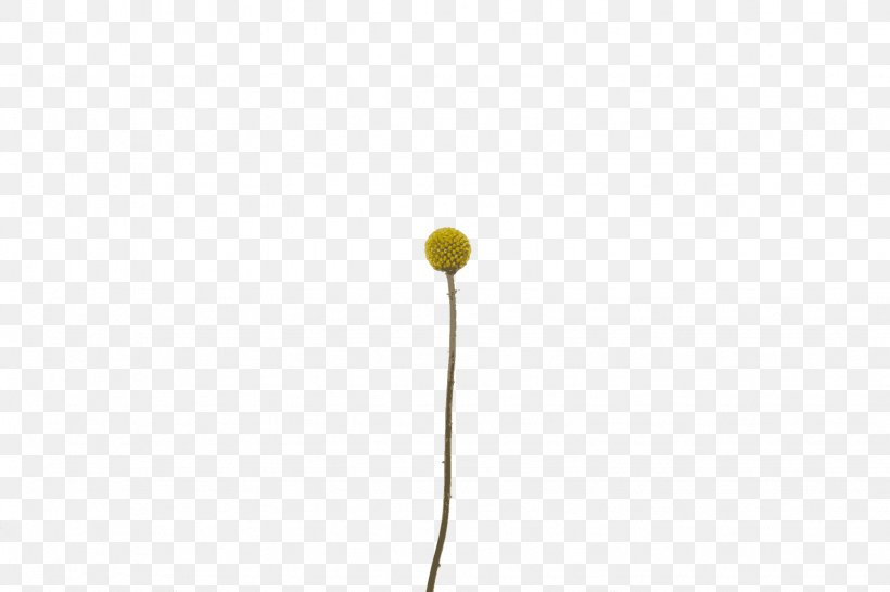 Line Plant, PNG, 1536x1024px, Plant, Yellow Download Free