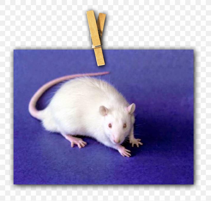 Rat Gerbil Computer Mouse Fauna Whiskers, PNG, 1012x965px, Rat, Computer Mouse, Fauna, Gerbil, Mammal Download Free