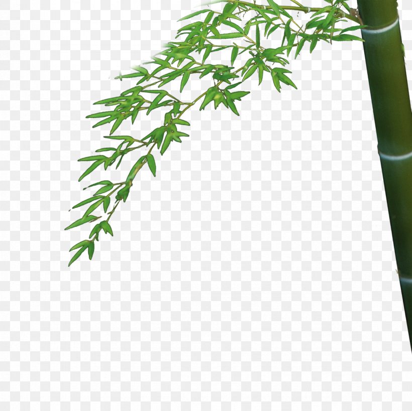 Bamboo Bambusa Oldhamii Leaf, PNG, 1181x1181px, Bamboo, Bambusa Oldhamii, Designer, Grass, Grasses Download Free