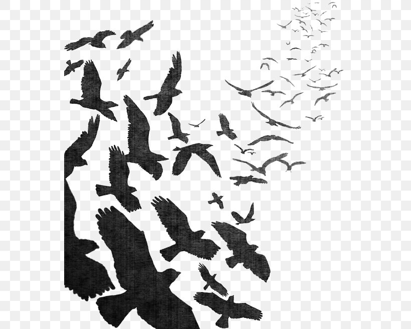 Bird Flight Bird Flight Common Raven Flock, PNG, 564x656px, Bird, Art, Artist, Bird Flight, Bird Nest Download Free