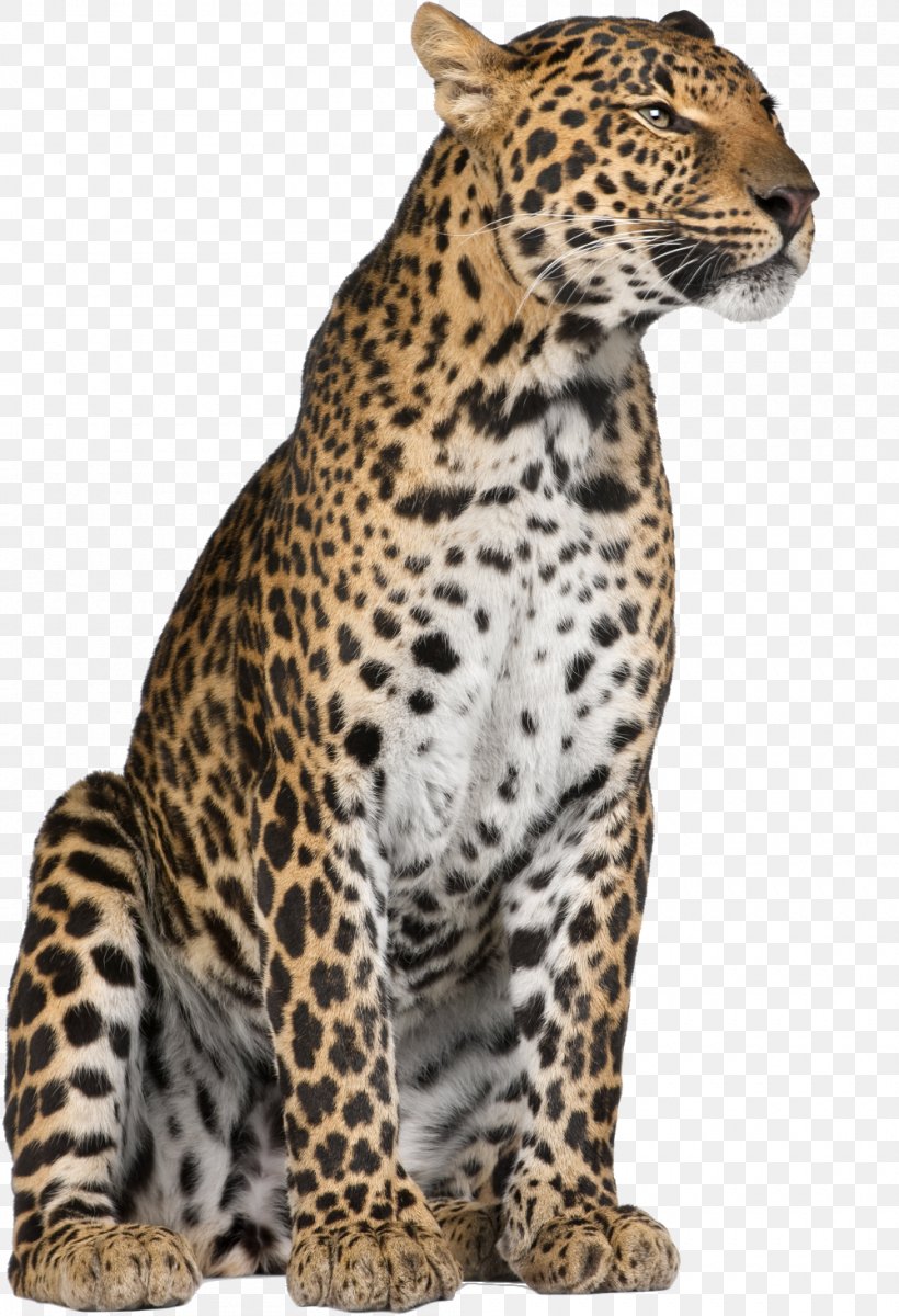 Leopard Jaguar Cheetah Felidae Whiskers, PNG, 1000x1464px, Leopard, Animal, Bengal Tiger, Big Cat, Big Cats Download Free