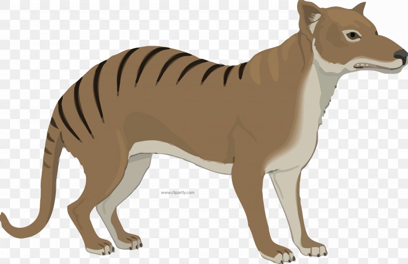 Ty The Tasmanian Tiger Tasmanian Devil Gray Wolf Cat, PNG, 4727x3070px, Tiger, Animal Figure, Big Cat, Big Cats, Carnivoran Download Free