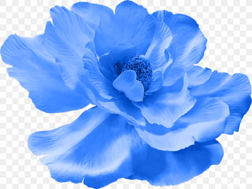 Blue Cut Flowers Petal, PNG, 900x678px, Blue, Anemone, Baner, Cut Flowers, Dressing Download Free