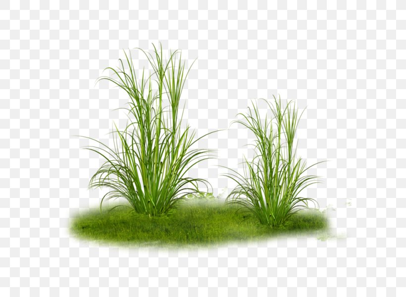 Grass Tree Clip Art, PNG, 600x600px, Grass, Aquarium Decor, Aquatic Plant, Chrysopogon Zizanioides, Floral Design Download Free