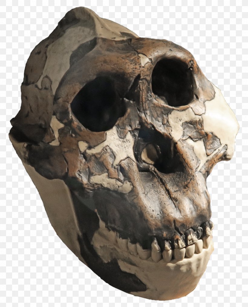 Skull Skeleton Paranthropus Boisei Paranthropus Aethiopicus Southern Ape, PNG, 1024x1267px, Skull, Ape, Bone, Fossil, Great Apes Download Free