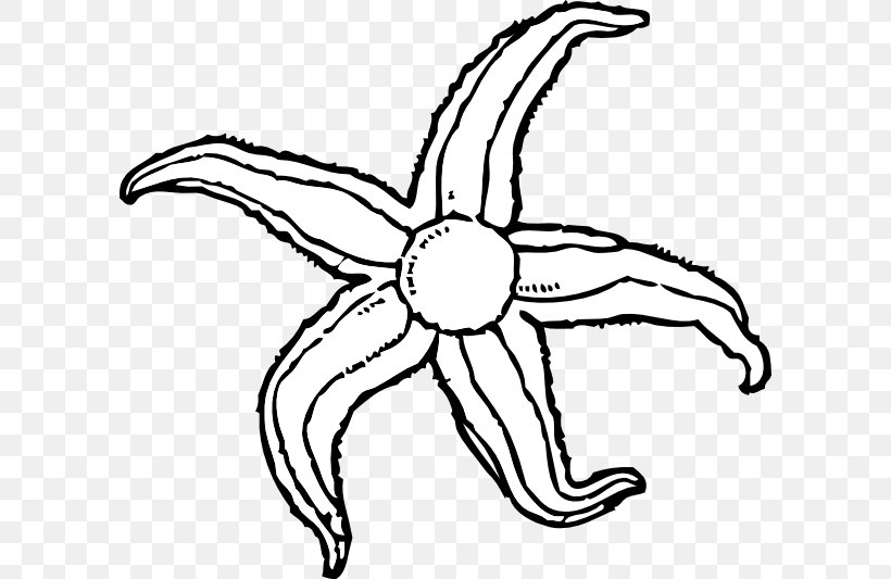 Starfish Clip Art, PNG, 600x533px, Starfish, Area, Black And White, Drawing, Free Content Download Free