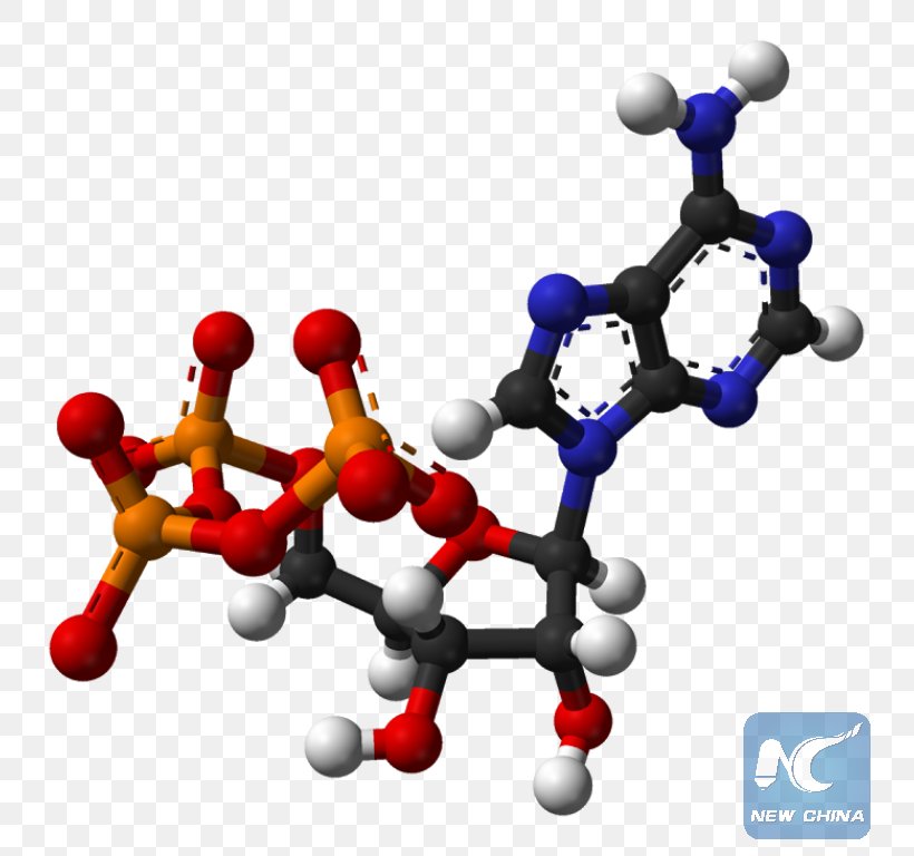 Adenosine Triphosphate Nutrient Cellular Respiration Energy, PNG, 803x768px, Adenosine Triphosphate, Adenosine, Adenosine Diphosphate, Atp Synthase, Body Jewelry Download Free