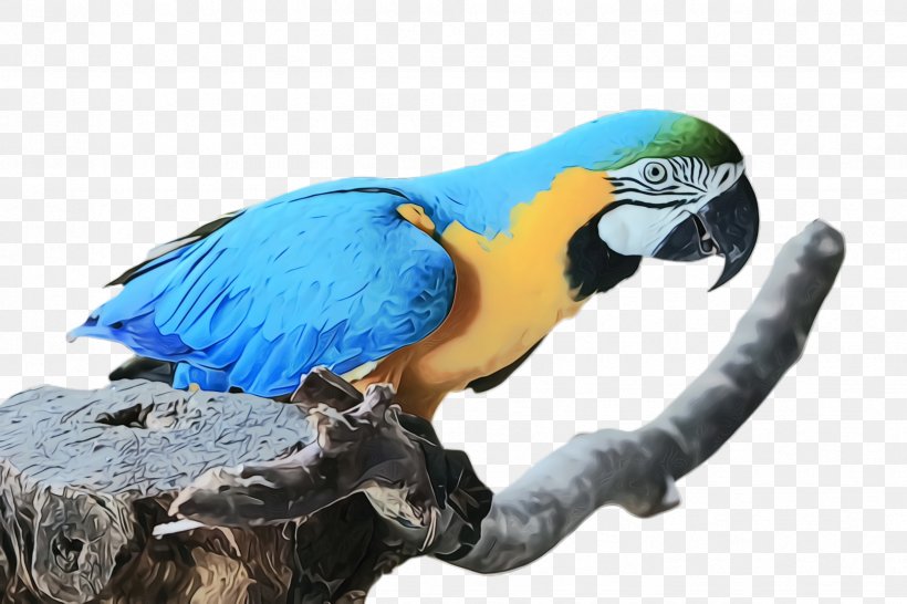 Colorful Background, PNG, 2448x1632px, Parrot, Animal, Animal Figure, Animal Language, Beak Download Free