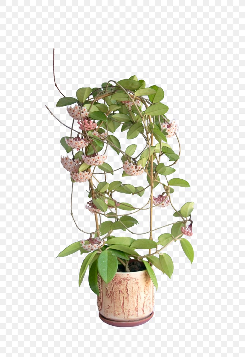 Houseplant Hoya Carnosa Milkweeds Plants Stock Photography, PNG, 800x1193px, Houseplant, Anthurium, Flower, Flowering Plant, Flowerpot Download Free
