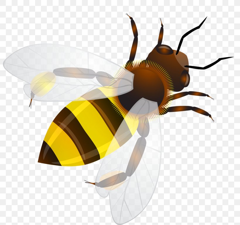 Bee Insect Honeycomb Illustration, PNG, 800x768px, Bee, Arthropod, Fly, Honey Bee, Honeycomb Download Free