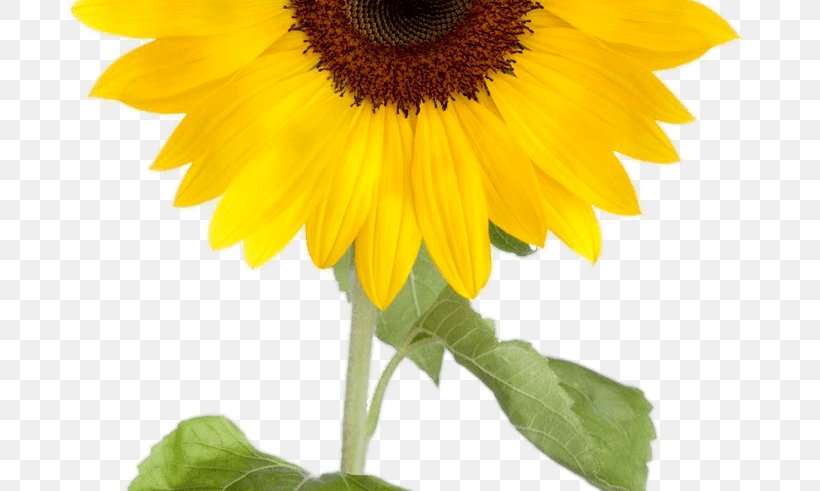 Common Sunflower Desktop Wallpaper Clip Art, PNG, 800x491px, Common Sunflower, Annual Plant, Asterales, Daisy Family, Flower Download Free