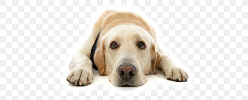 Labrador Retriever Pet Dog Grooming Veterinarian, PNG, 500x333px, Labrador Retriever, Carnivoran, Companion Dog, Dog, Dog Biscuit Download Free