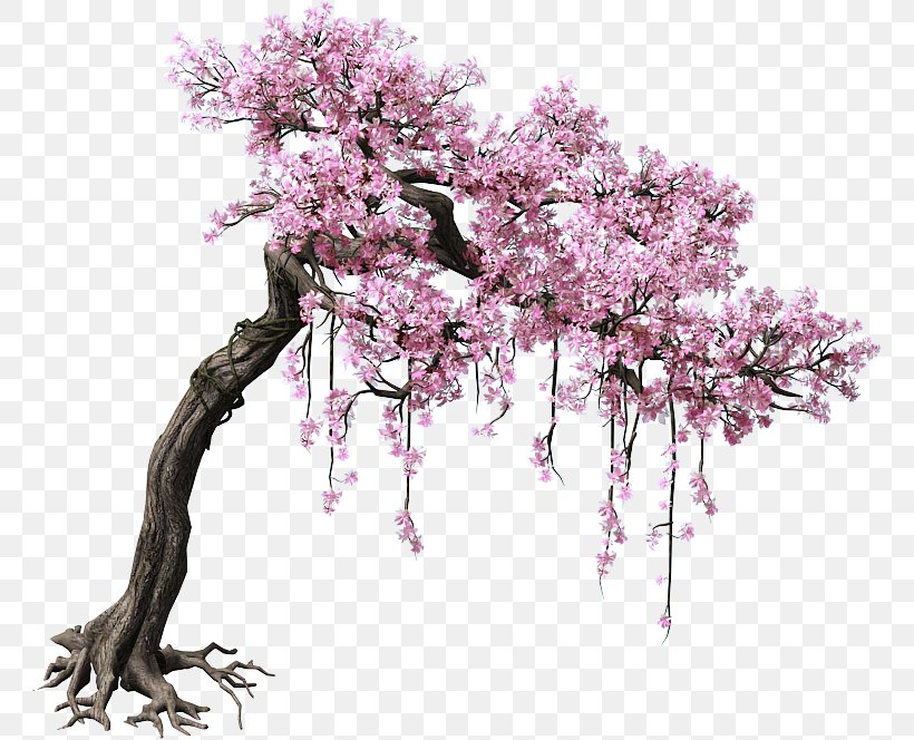 Peach Tree Color, PNG, 764x664px, Peach, Black, Black And White, Blossom, Branch Download Free