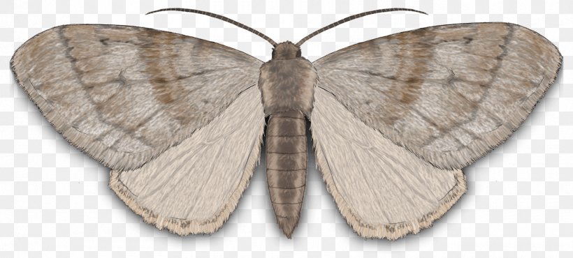 Silkworm Brown House Moth Clip Art Butterfly, PNG, 1800x813px, Silkworm, Arthropod, Bombycidae, Bombyx Mori, Brown House Moth Download Free