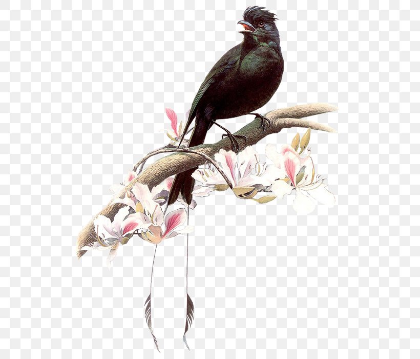 Bird Painting Art 4K Resolution, PNG, 700x700px, 4k Resolution, Bird, Art, Beak, Birdandflower Painting Download Free