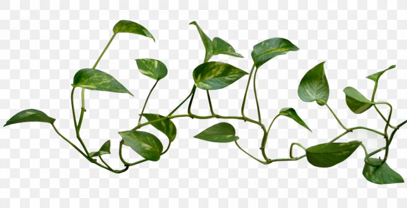 Common Ivy Vine Plant Clip Art, PNG, 900x462px, Common Ivy, Branch