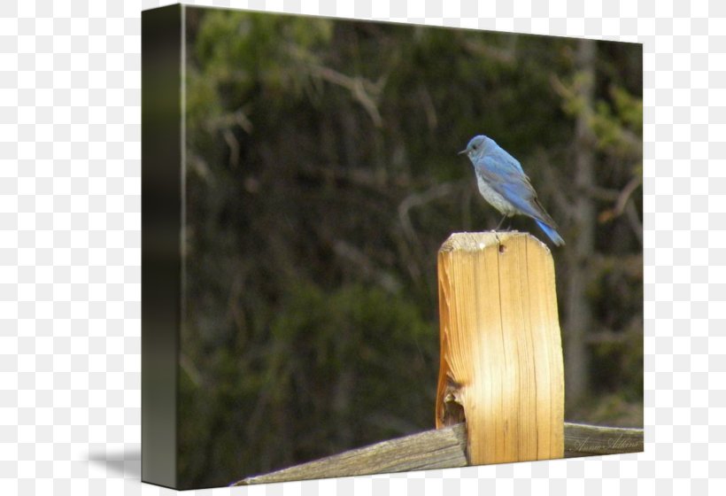 Fine Art Work Of Art Mountain Bluebird Digital Art, PNG, 650x560px, Art, Beak, Bird, Bird Food, Birdhouse Download Free