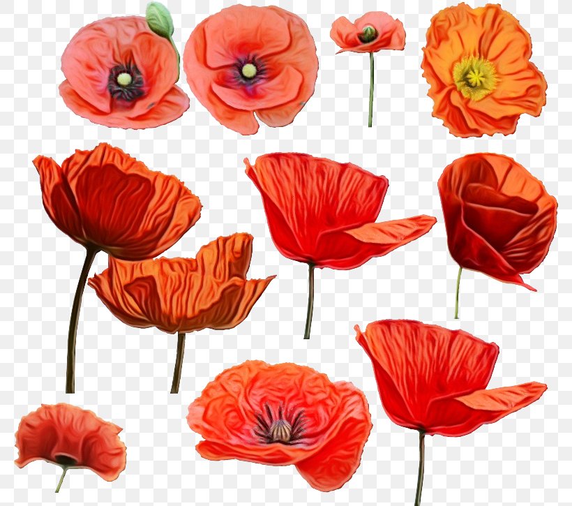 Orange, PNG, 782x725px, Watercolor, Coquelicot, Corn Poppy, Cut Flowers, Flower Download Free