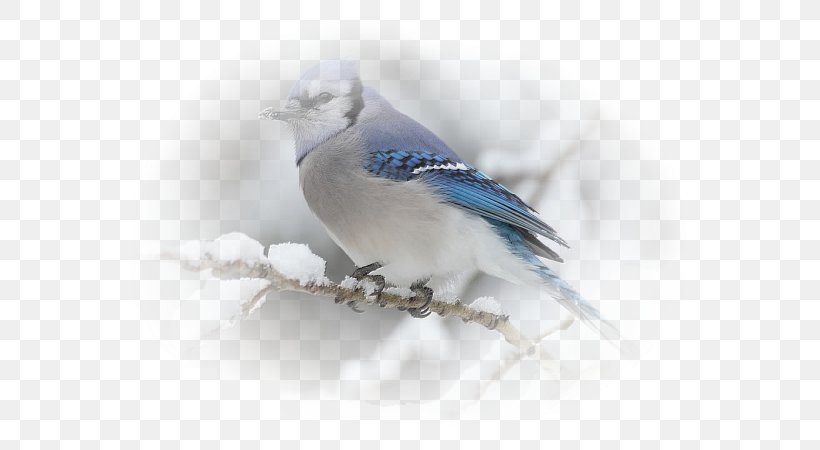 Bird Blue Jay Budgerigar Cornell Lab Of Ornithology, PNG, 600x450px, Bird, All About Birds, Animal, Beak, Birdofparadise Download Free