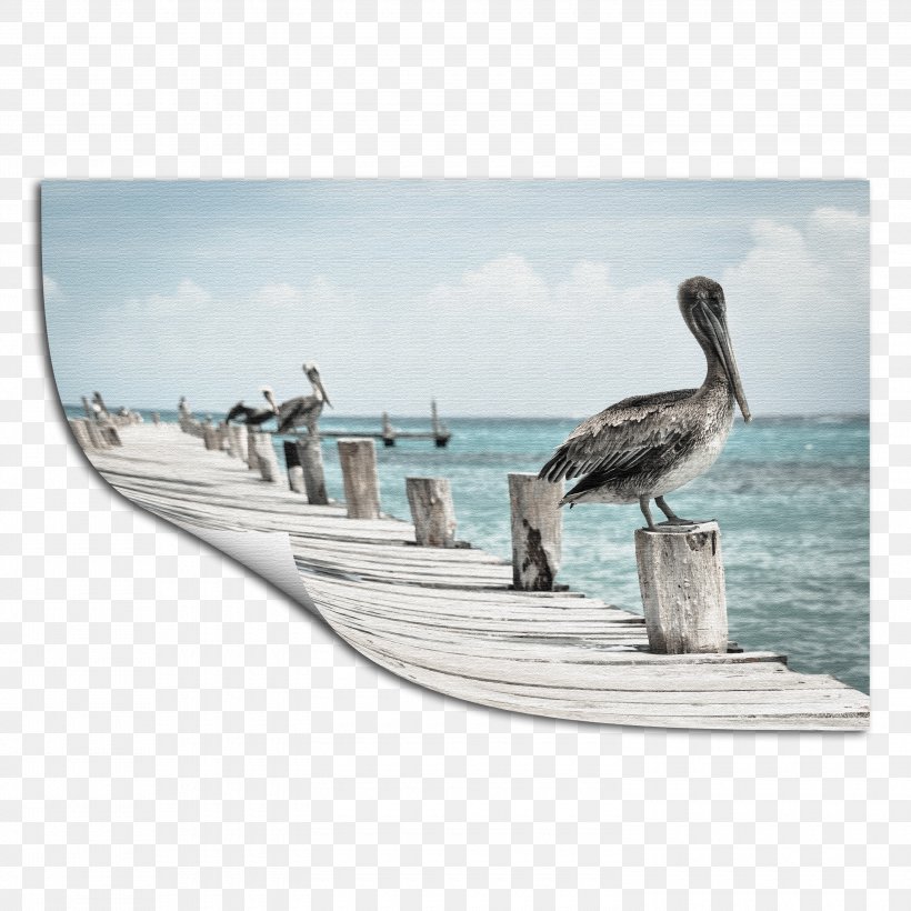 Bird Gulf Shores Australian Pelican Photography Printing, PNG, 3000x3000px, Bird, Australian Pelican, Beak, Birdwatching, Boating Download Free