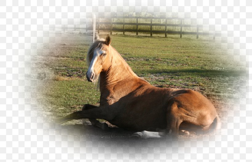 Mustang Mare Rearing Stallion 13 December, PNG, 800x528px, Mustang, Art, Bridle, Deviantart, Fauna Download Free