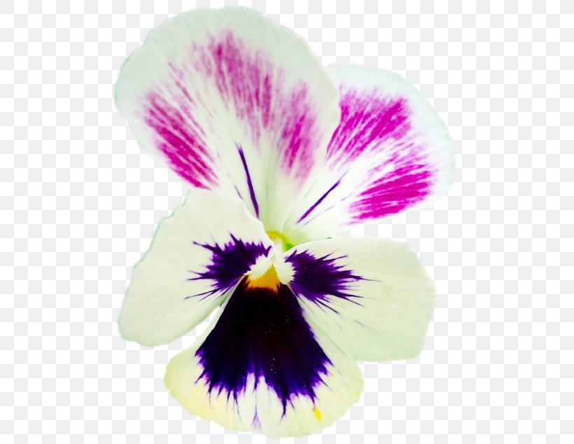 Pansy Clip Art Graphic Design Flower, PNG, 500x634px, Pansy, Cat, Fairy Tale, Flower, Flowering Plant Download Free